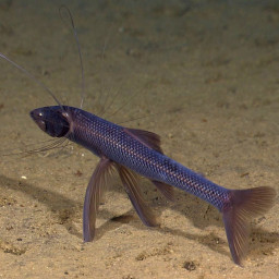 A tripod fish